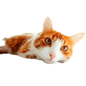 Charming Ginger Cat Resting Indoors With A Focused Close Up On Its Face. 19834 - Cat PNG image with transparent background